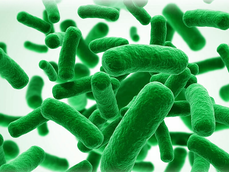 Lợi khuẩn Bifidobacterium là gì? Vai trò của Bifidobacterium với hệ tiêu hóa - 1
