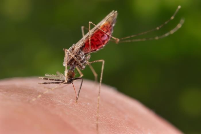 [GIẢI ĐÁP] Muỗi Anophen là muỗi gì? Gây bệnh gì và cách phòng tránh - 2