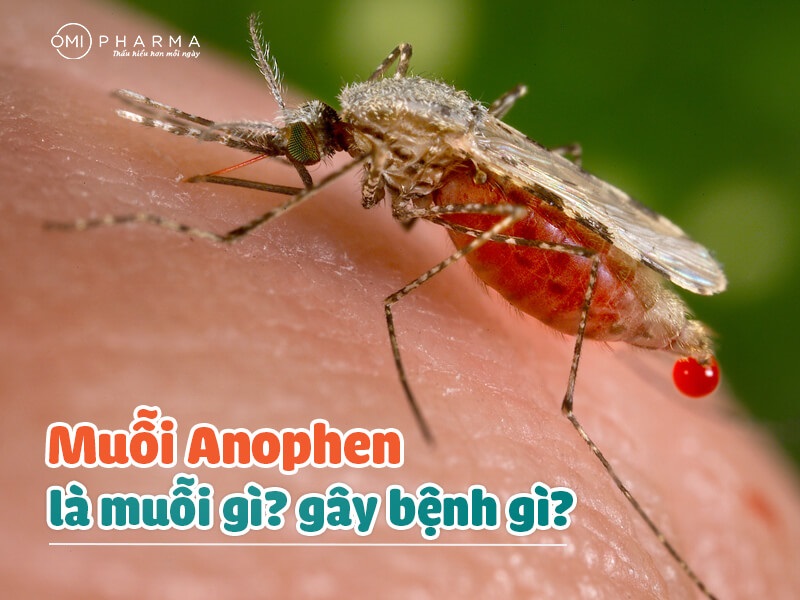 [GIẢI ĐÁP] Muỗi Anophen là muỗi gì? Gây bệnh gì và cách phòng tránh