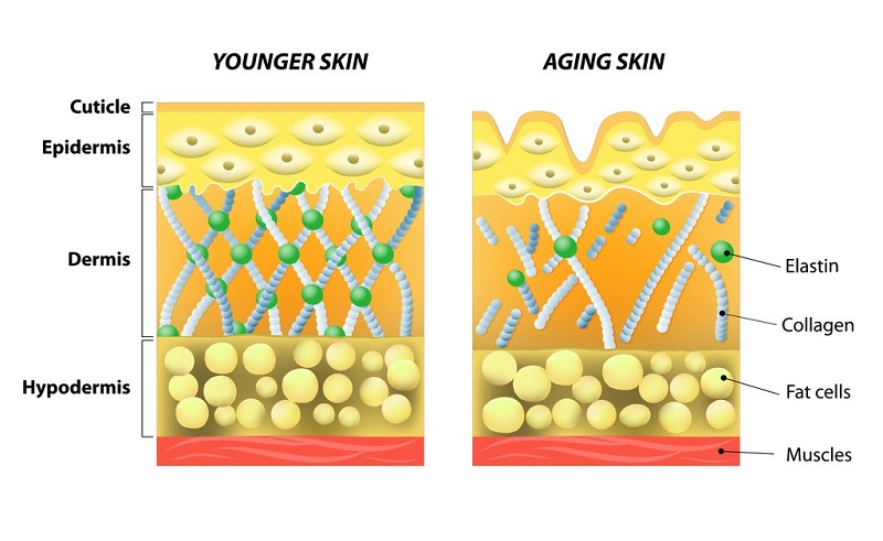 [TƯ VẤN] Nên uống collagen dạng nước hay dạng viên? Collagen dạng nào dễ hấp thụ? -2