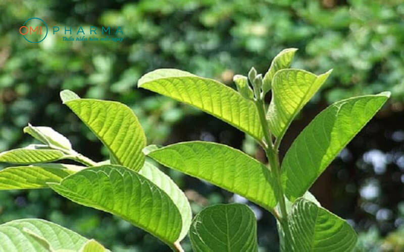 Trà lá ổi Yuwa Nhật Bản(Yuwa guava tea 100%)-4